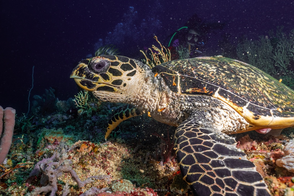 tauchen-lombok-sehenswuerdigkeiten