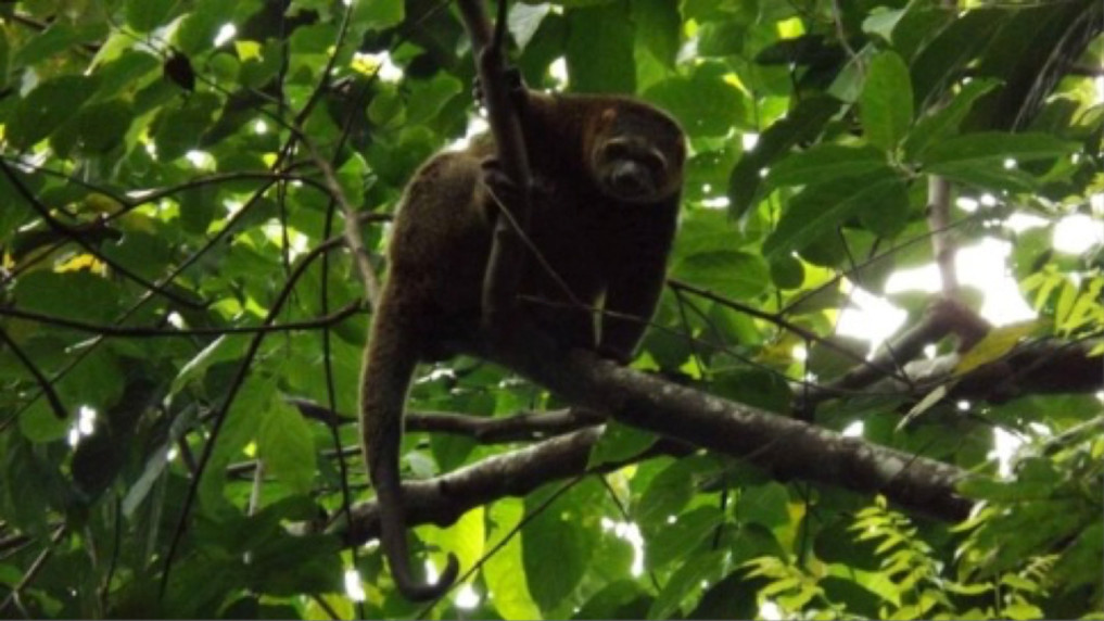 Bärenkuskus (Ailurops ursinus)