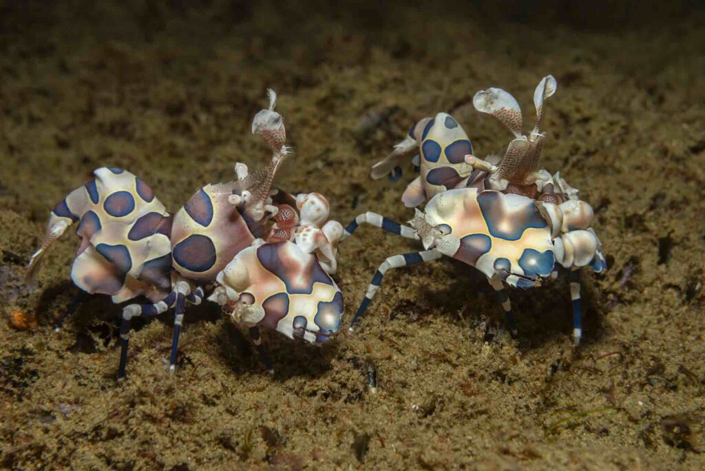 zwei harlekin garnelen beim tauchen in alor