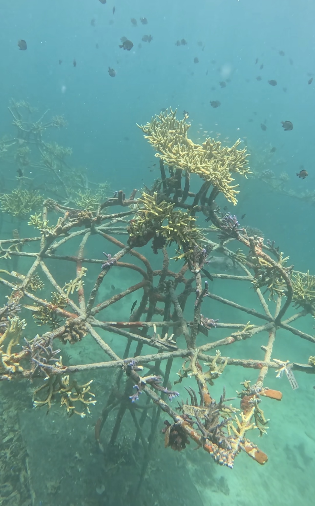 indojunkie-wishtree-2026-metamorfosa