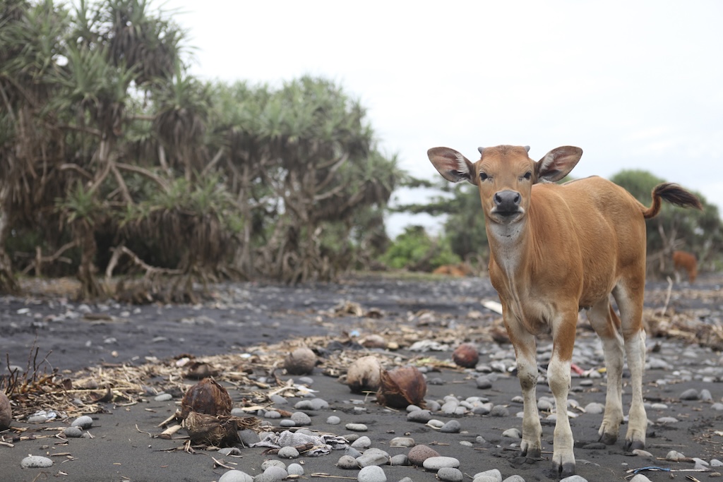 Medewi-Tipps-Massage