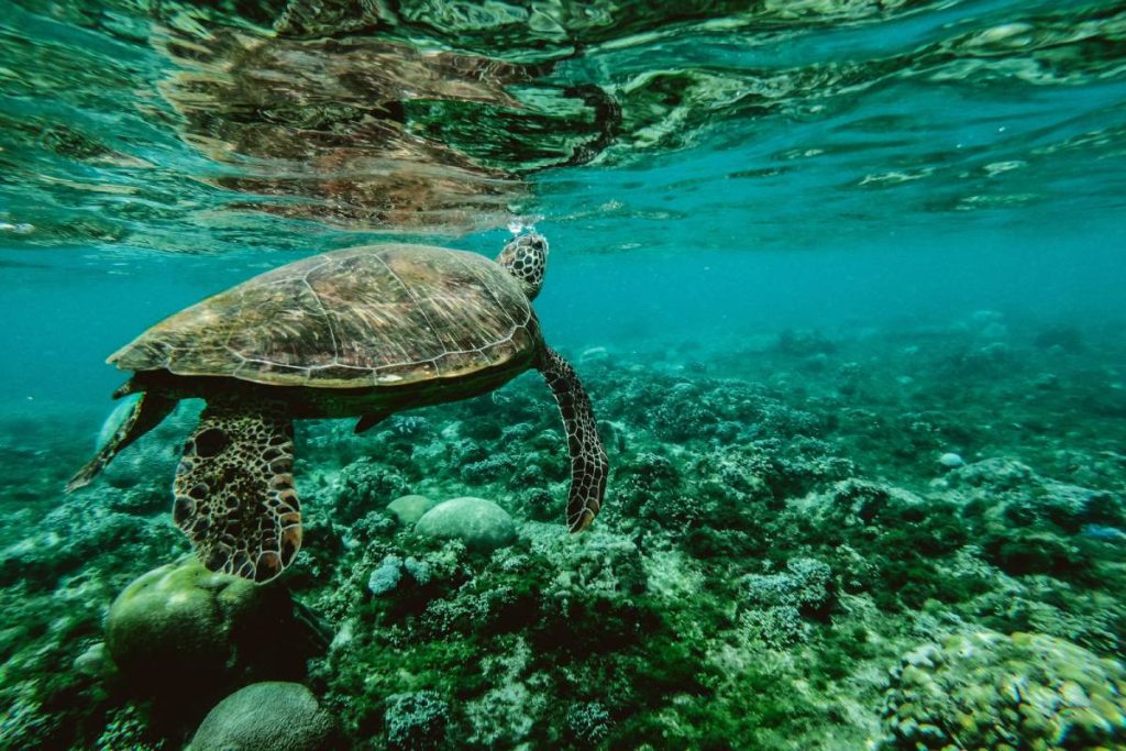 Nachhaltiger Tourismus auf den Derawan Inseln: Verstecktes Juwel Indonesiens