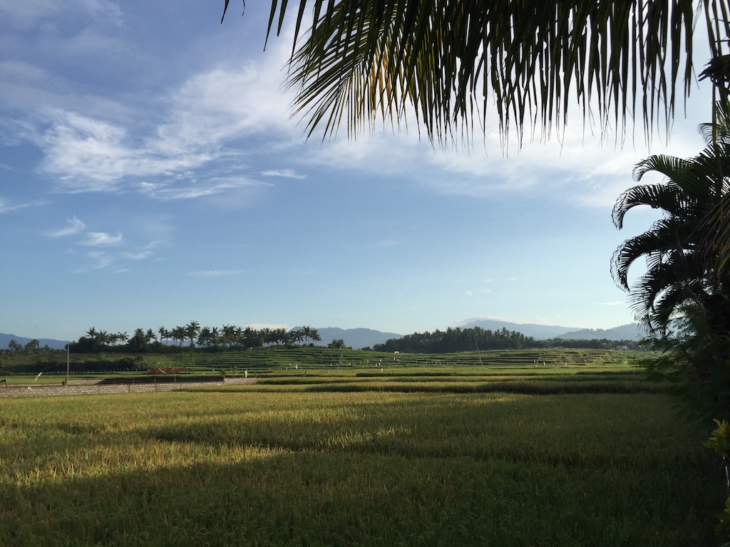 Reisfelder rund um Medewi