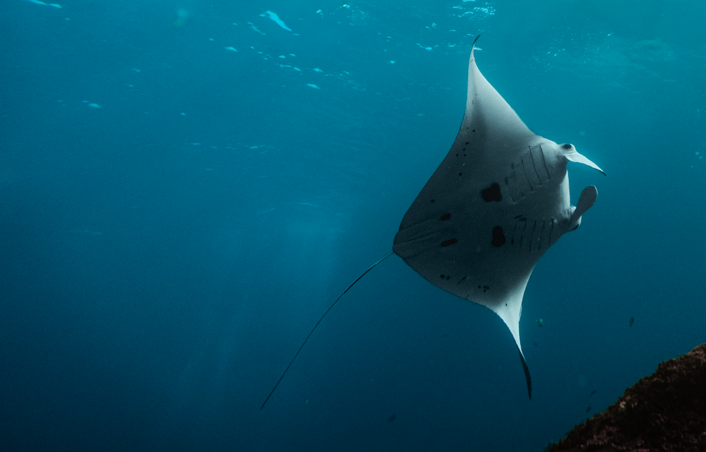 Scuba Center Asia Nusa Lembongan 4