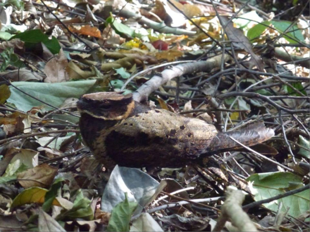 Teufelsnachtschwalbe (Eurostopodus diabolicus)