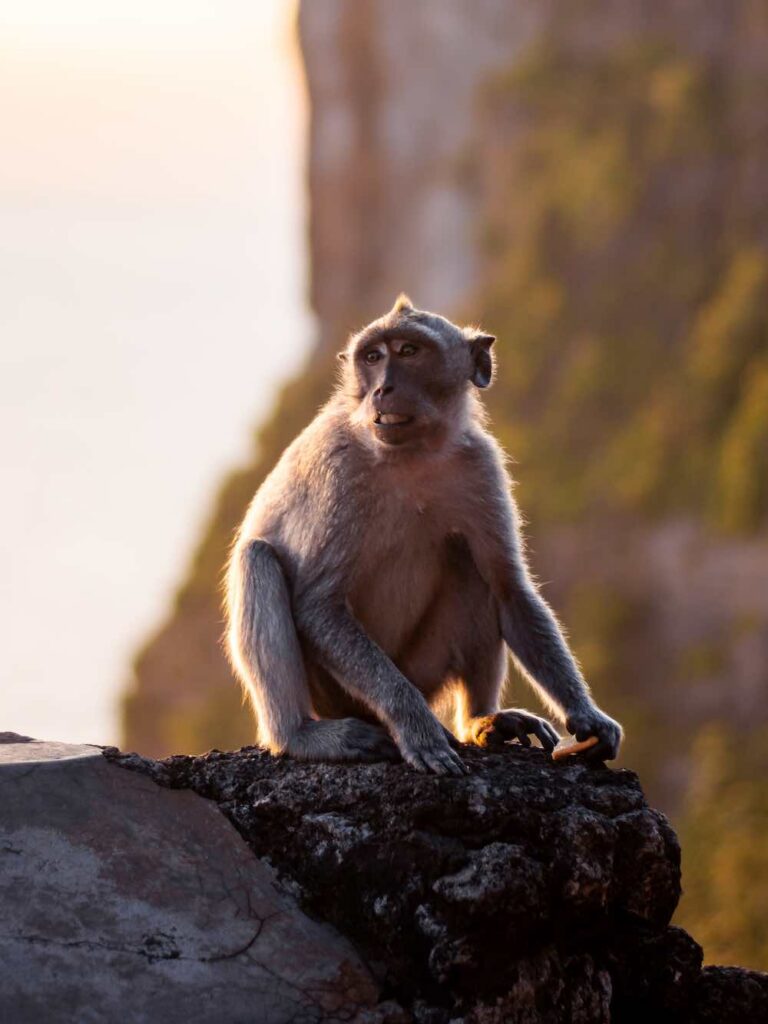 Affe sitzt auf Steinklippe am Ulwatu Tempel bei Sonnenuntergang