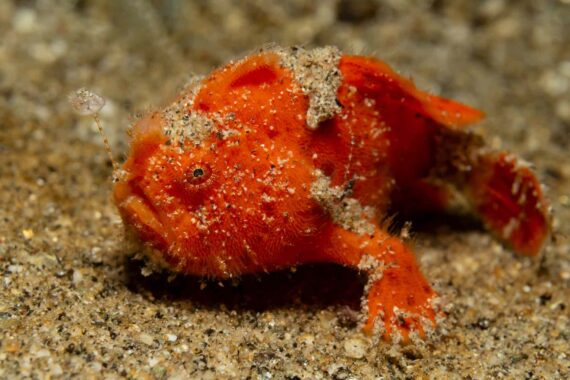 Tauchen in Ambon (Molukken): das beste Ziel für Muck Diving
