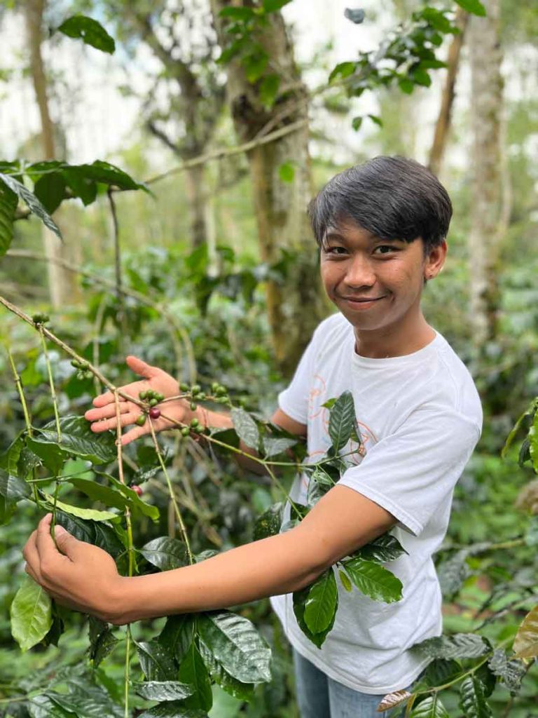 bali-kaffeeplantage-barista-zeigt-arabicapflanze