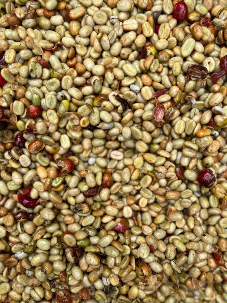 bali-kaffeeplantage-frische-geschaelte-arabica-kaffeebohnen