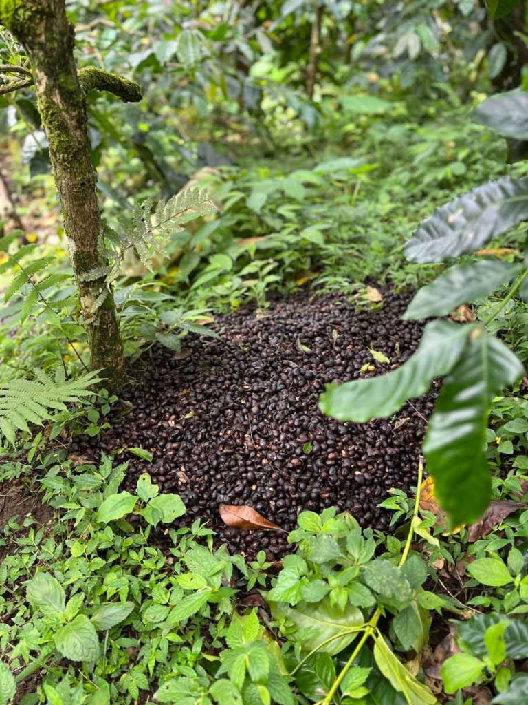 bali-kaffeeplantage-nachhaltiger-anbau