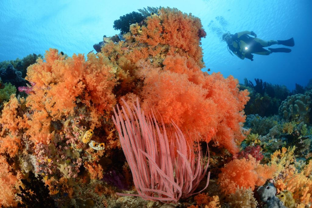 taucher entdeckt riesige bunte korallen in raja ampat