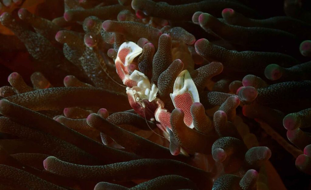 bunter meeresbewohner riffgarnele in einer anemone