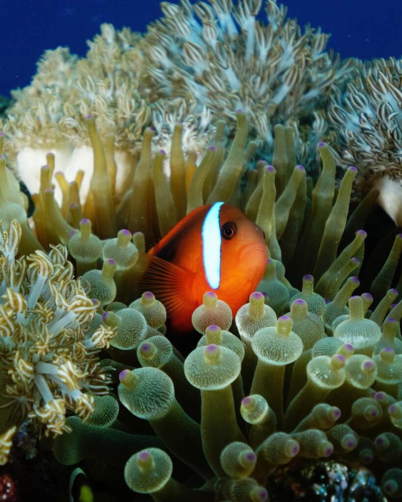 clownfisch_in_anemone_beim_tauchen_in_komodo