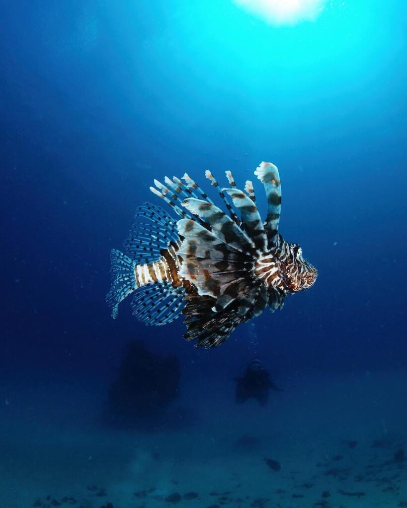 feuerfisch_bei_tauchgang_in_komodo