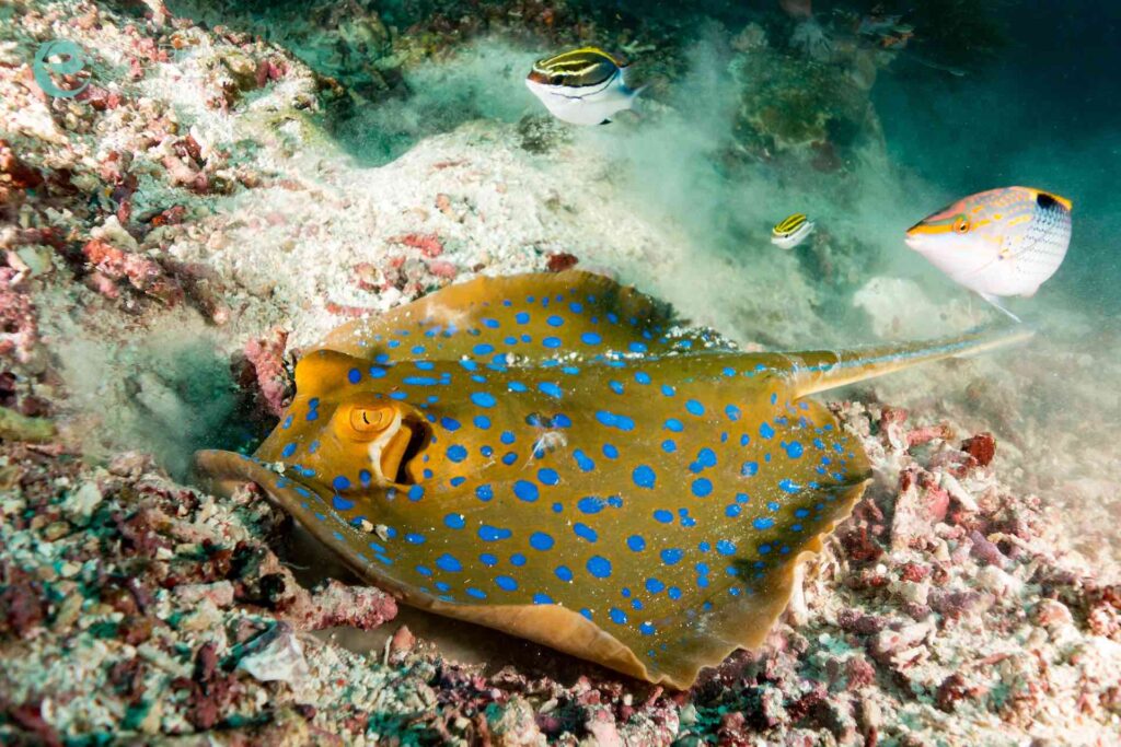 gelb blau gefleckter mantarochen am meeresboden bei tauchgang in komodo