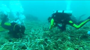 indojunkie-riff-padangbai-3