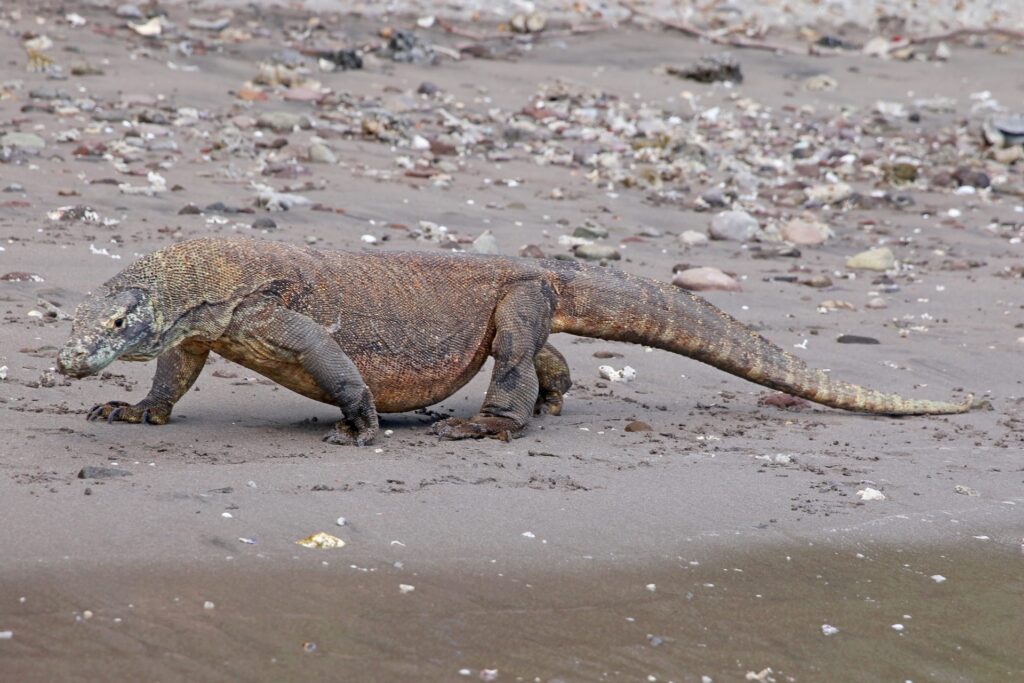 komodowaran bei tauchreise mit aquaventure in indonesien