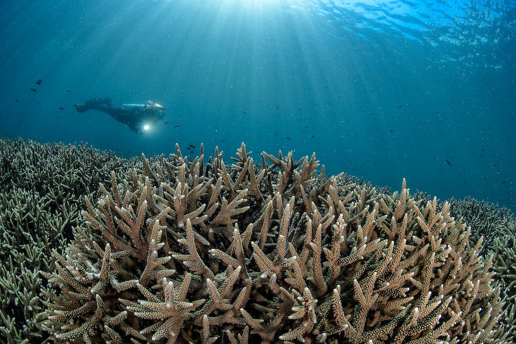 lombok-blue-marlin-11