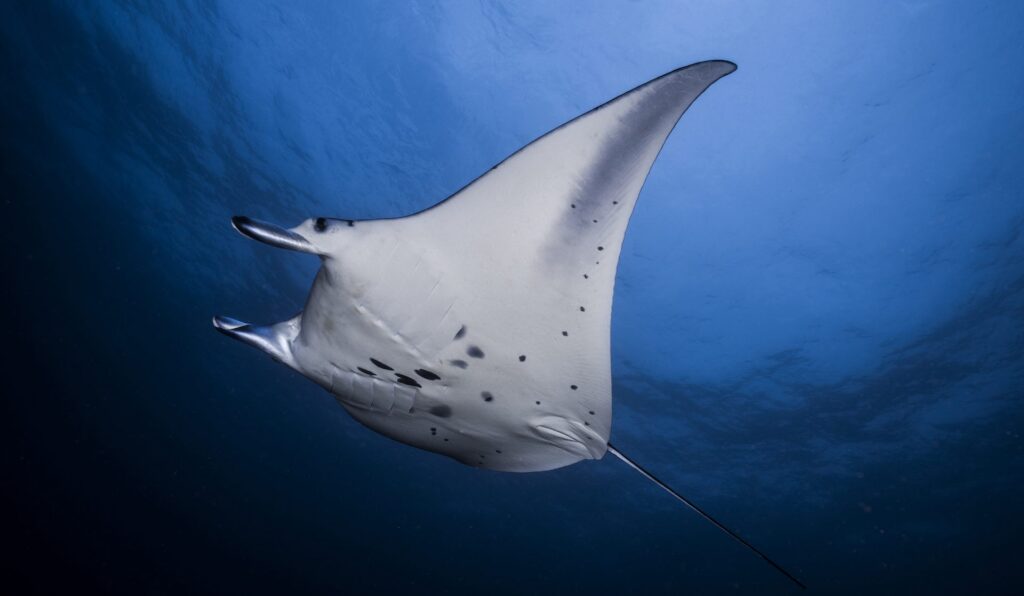 Mantarochen beim Tauchen auf Bali am Manta Point vor Nusa Penida mit Sanctum Dive
