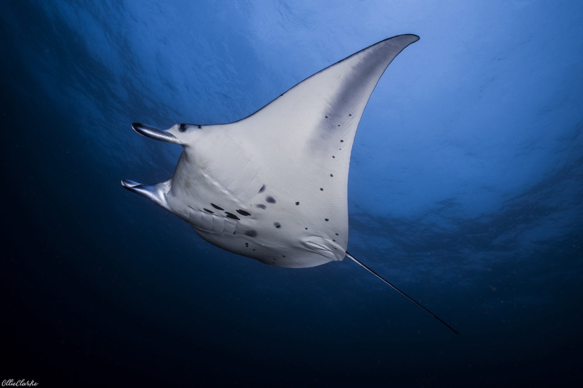 mantarochen bei tauchgang vor nusa penida mit sanctum dive