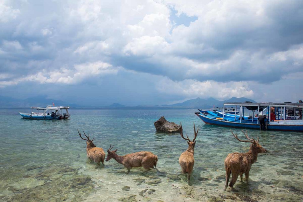 menjangan-island-rehe