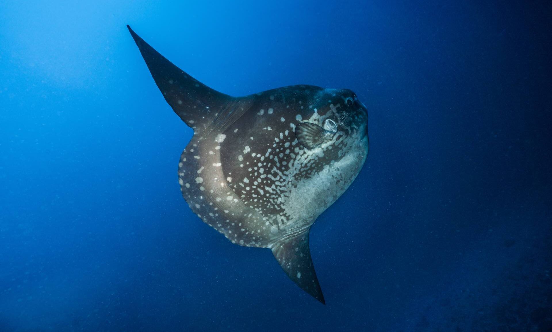 Mola Mola in Indonesien: Tauchen mit Mondfischen auf Bali & Co.
