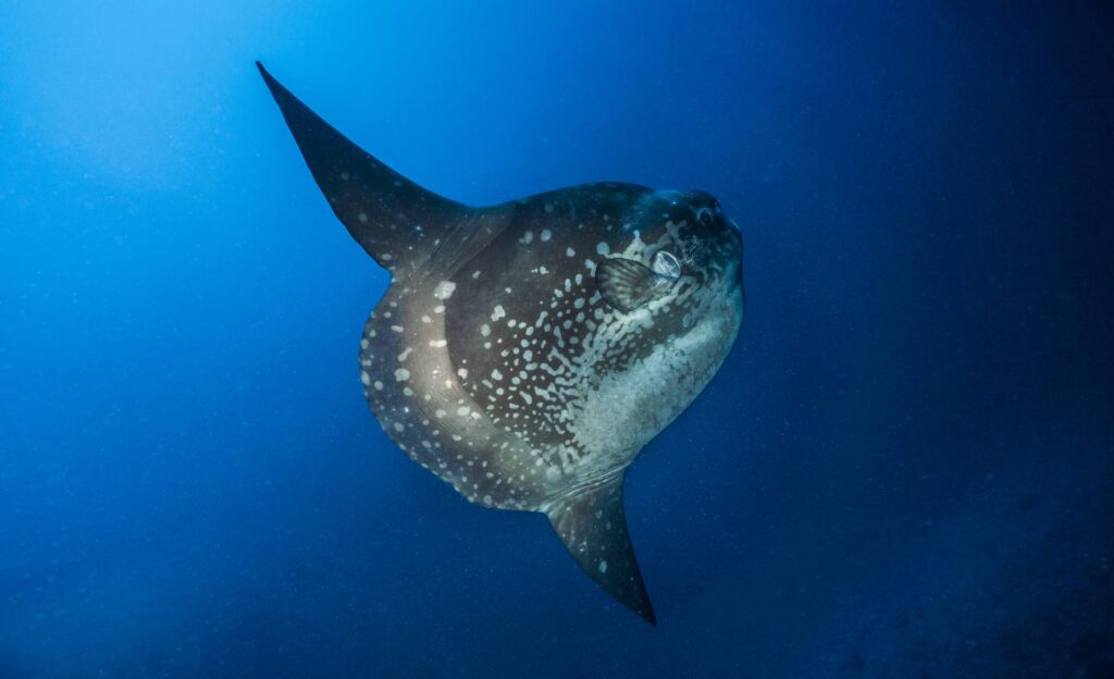 mondfisch bei tauchgang mit sanctum dive in nusa penida