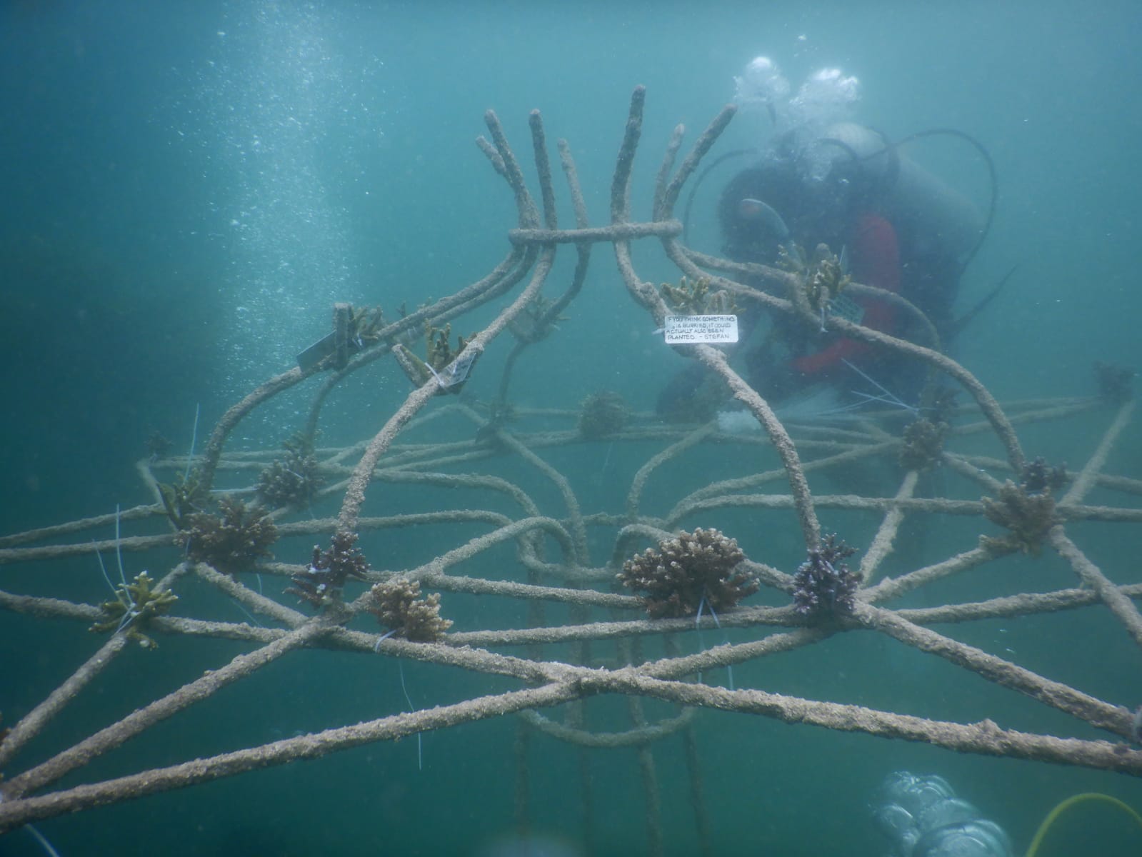 pemuteran-bali-sumberkima-wishtree-indojunkie-7