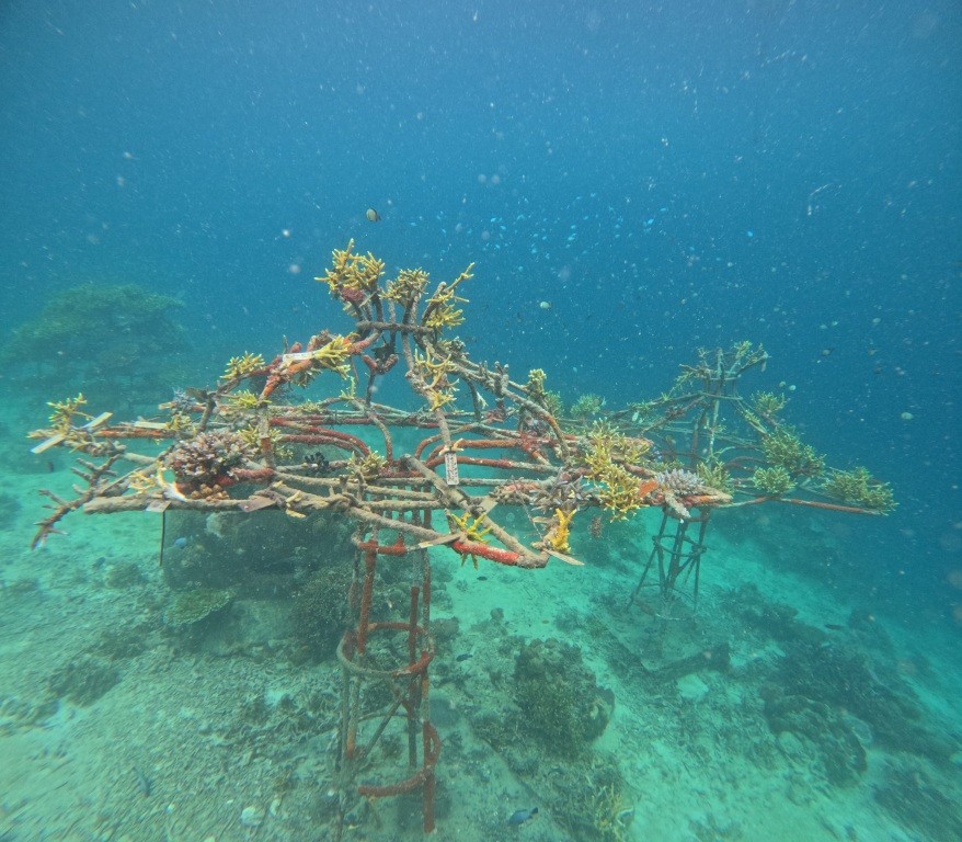 Der Indojunkie Wishtree 2025