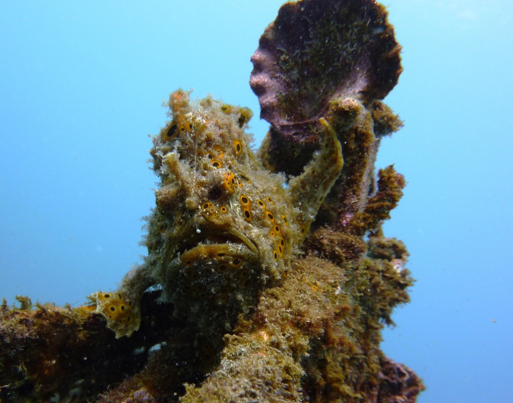 pemuteran-bali-tipps-2