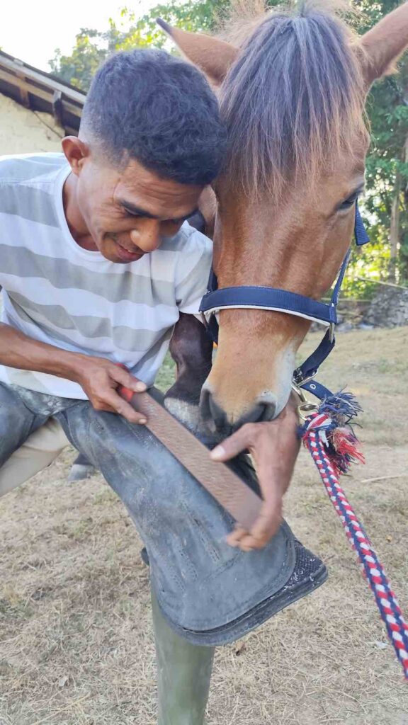 tourguide petrus bei der hufpflege eines sumba ponys