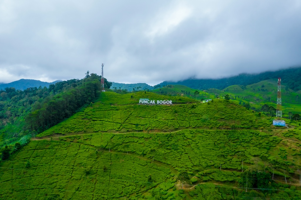 puncak-tea-bogor