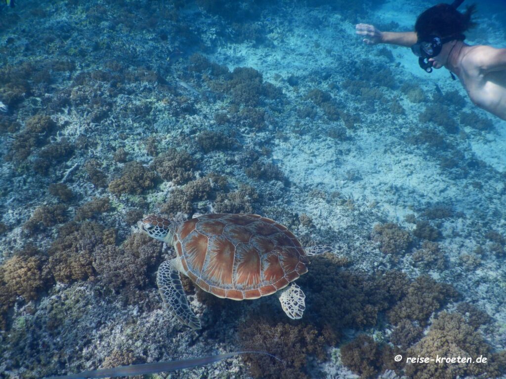 Schildkröte Riff Ost-Lombok