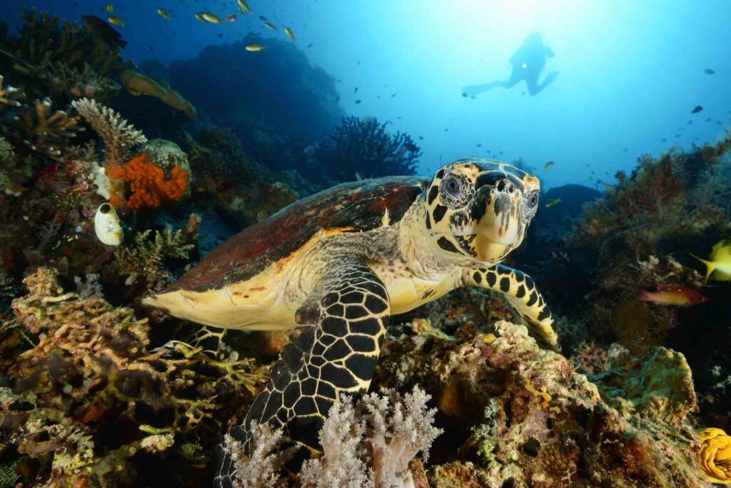 Schildkroete blickt in Kamera beim Tauchen mit Aquaventure in Komodo