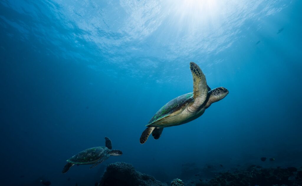 schwimmen mit schildkroeten vor nusa penida mit sanctum dive