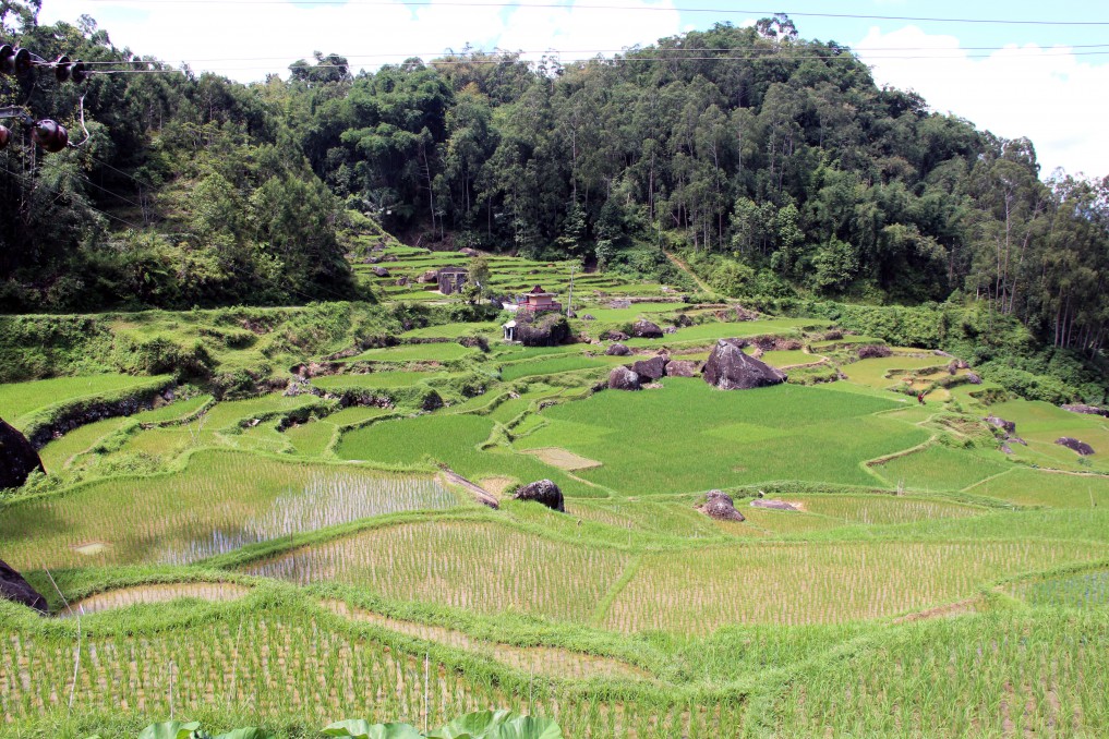 Sulawesi tanatoraja_reisterrassen