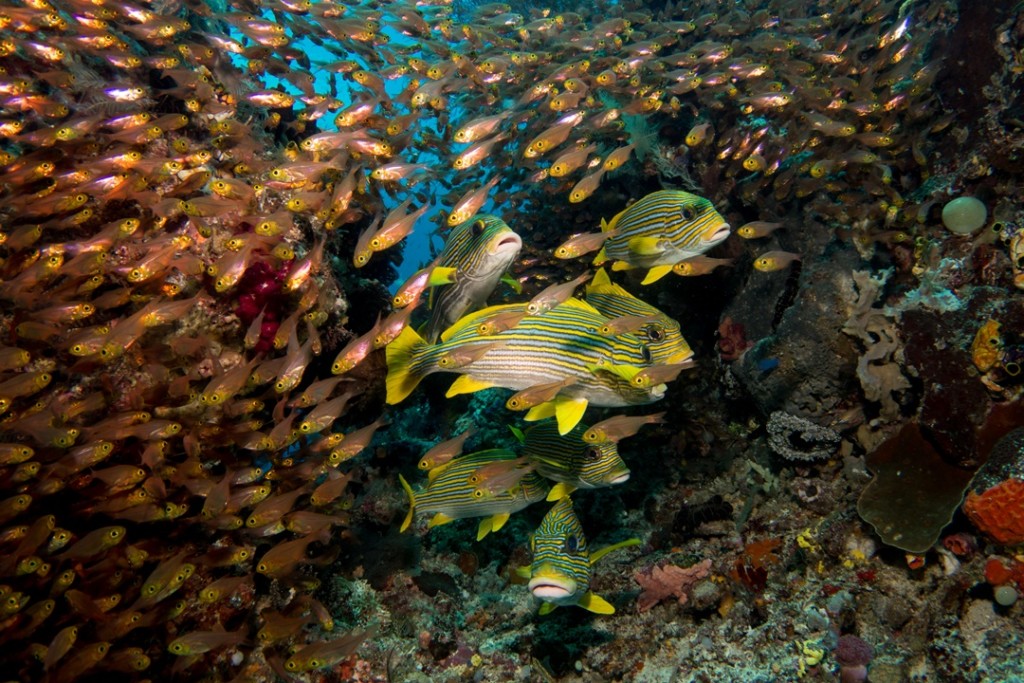bunte fische beim tauchen indonesien komodo