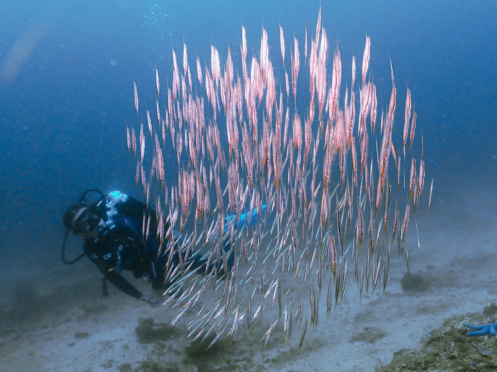 tauchen-lombok-kuta-1