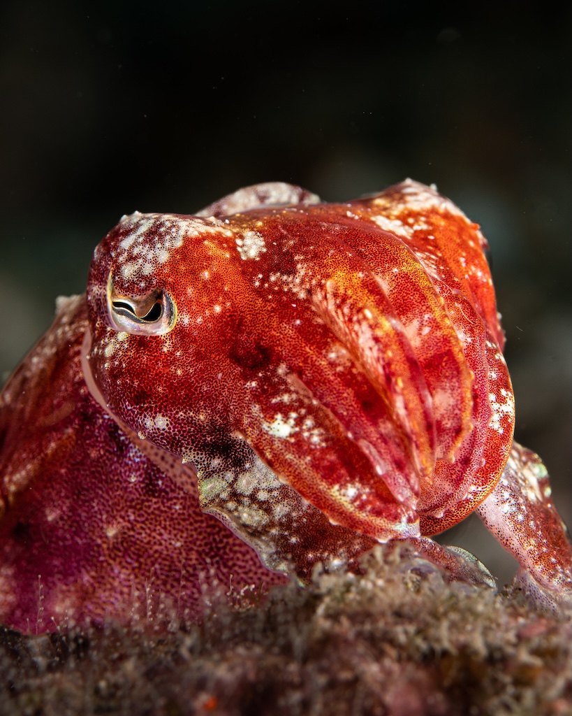tauchen-lombok-sehenswuerdigkeiten-2