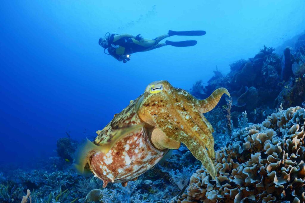 sepia cuttlefish und taucher unter wasser in halmahera molukken
