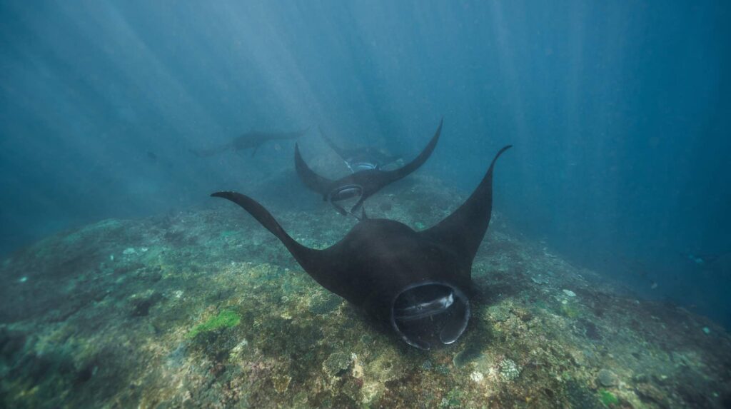 schwarze mantarochen schwimmen in einer reihe bei tauchgang in nusa penida