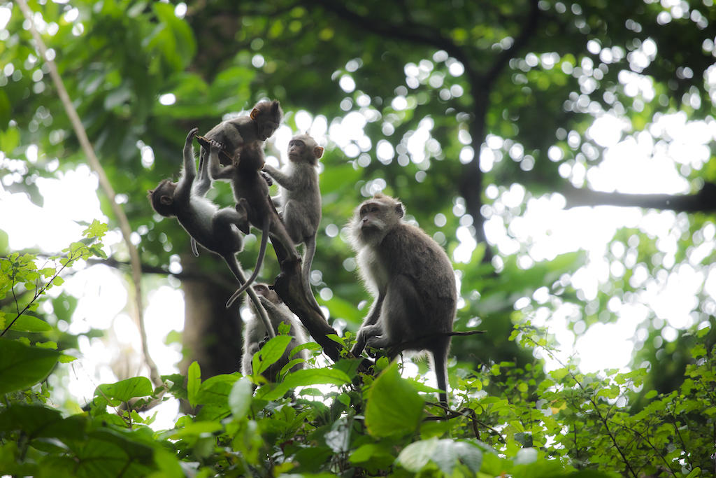 bali-reisetipps-top-10-tagestouren-ausfluege-ubud-monkey-forest