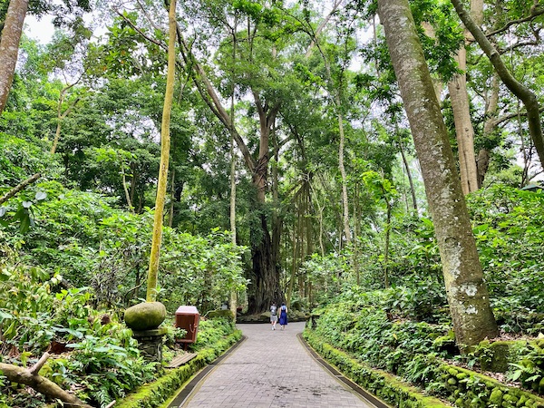 monkey-forest-ubud-bali-affenwald