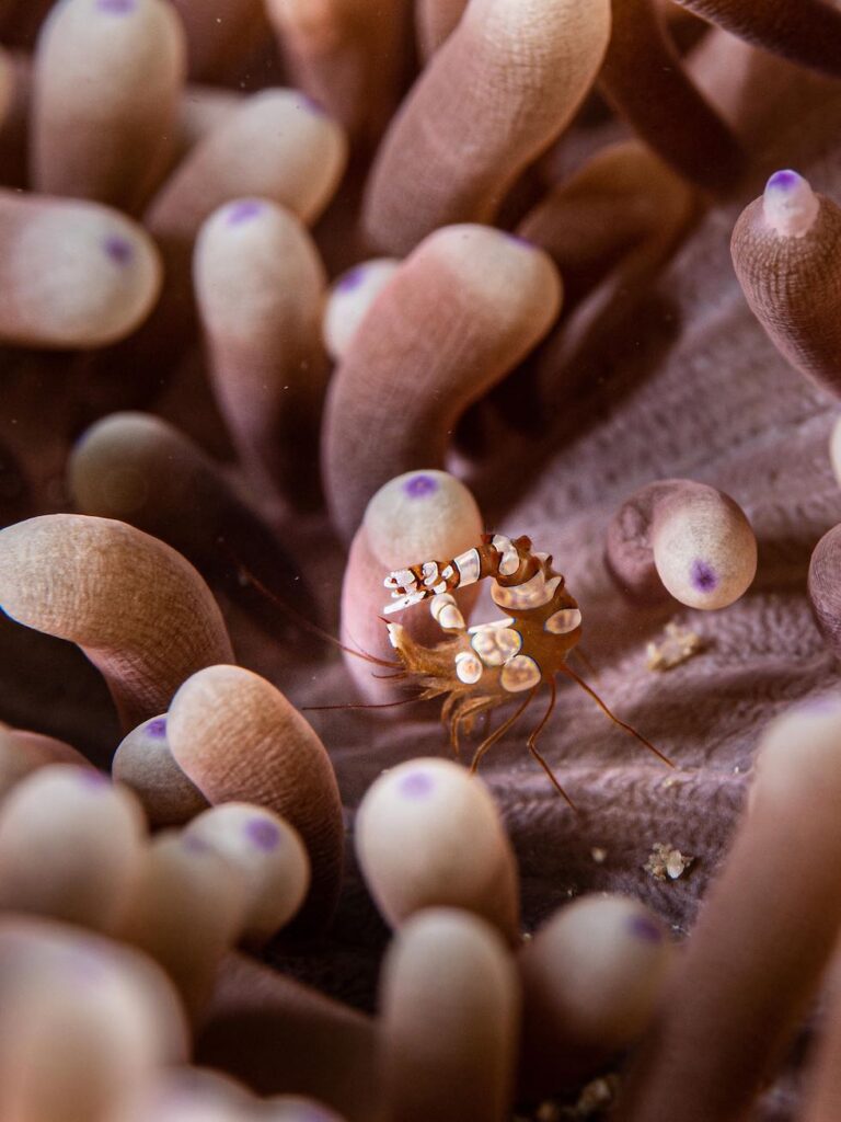 nahaufnahme von kleingetier in einer anemone
