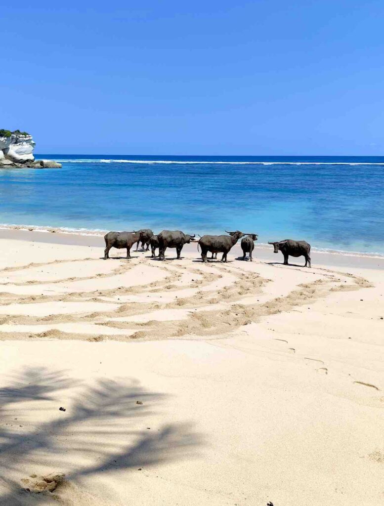 wasserbüffel herde am strand in sumba