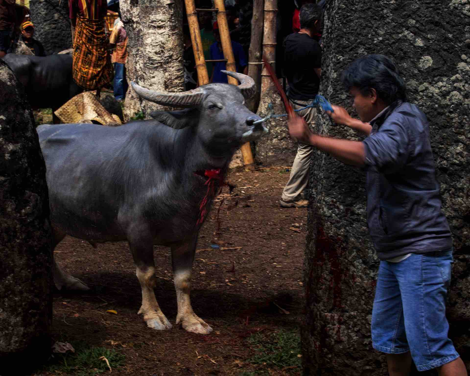 Mann führt Büffelopfer zur Beerdigungszeremonie in Toraja
